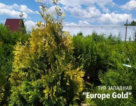 Europe Gold